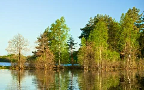 Forest on a lake Stock Photos