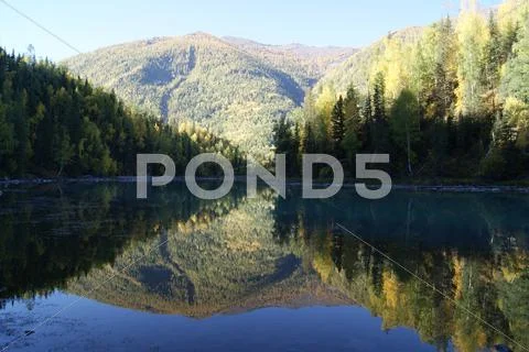Forest in the Lake Stock Photos