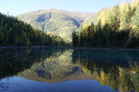 Forest in the Lake Stock Photos