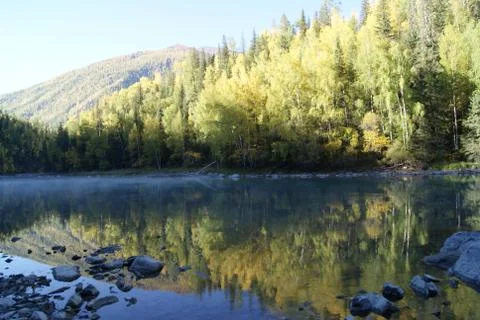 Forest in the lake Stock Photos