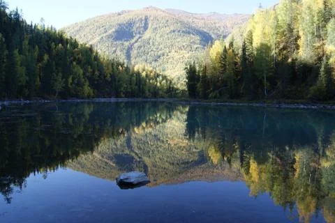 Forest in the Lake Stock Photos