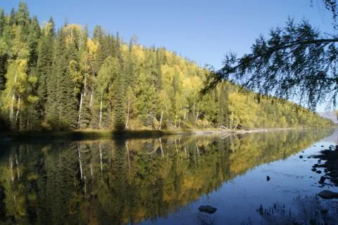Forest in the Lake Stock Photos