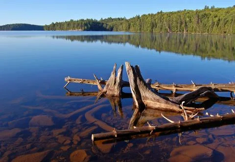 Forest lake Stock Photos