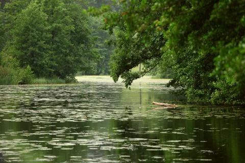 Forest lake Stock Photos