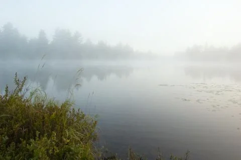 Forest lake Foto stock