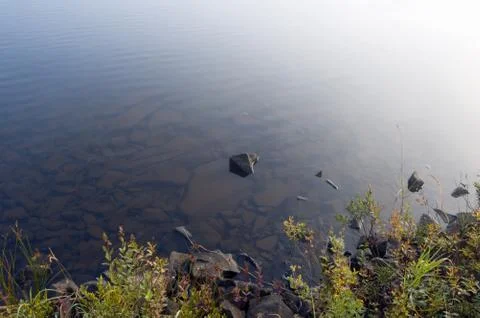 Forest lake Stock Photos