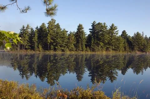 Forest lake Stock Photos