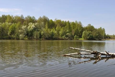 Forest lake Stock Photos