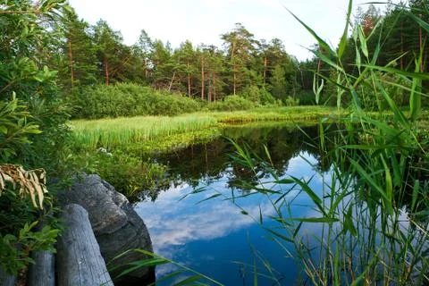 Forest lake Stock Photos