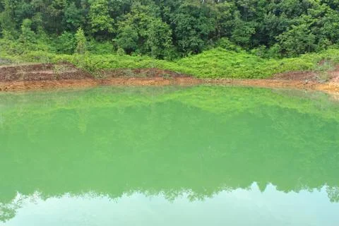 Forest lake Foto stock