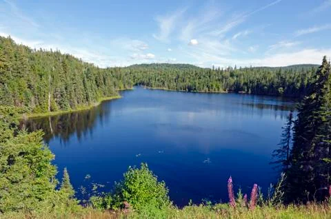 Forest lake Stock Photos