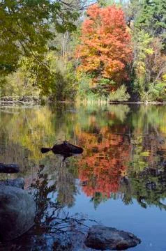 Forest lake Stock Photos