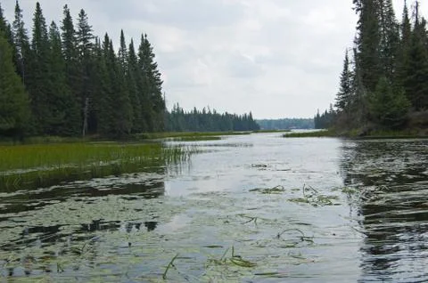 Forest lake Stock Photos