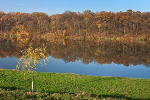 Forest on a lake Stock Photos