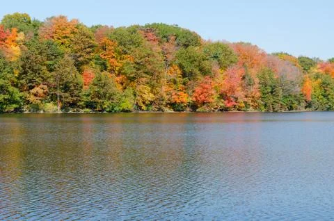 Forest lake Stock Photos