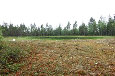 Forest lake Stock Photos