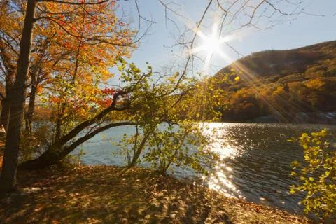 Forest lake. Stock Photos