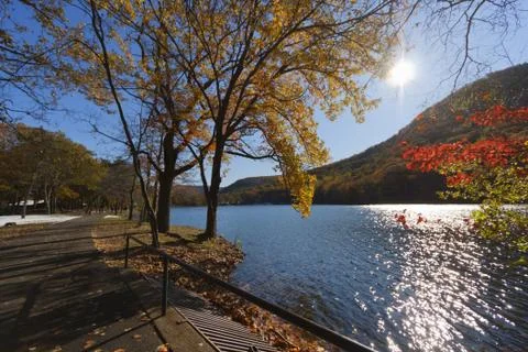 Forest lake. Stock Photos