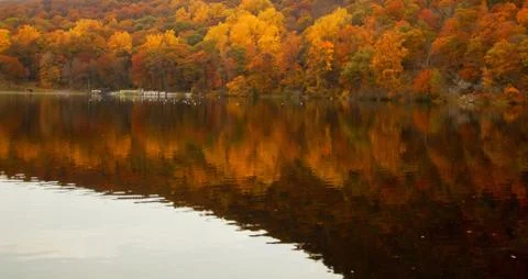 Forest lake. Stock Photos