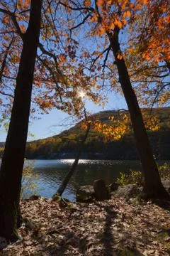Forest lake. Stock Photos