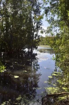 Forest Lake Stock Photos