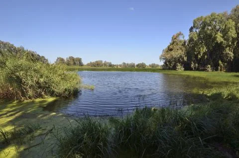 Forest Lake Stock Photos