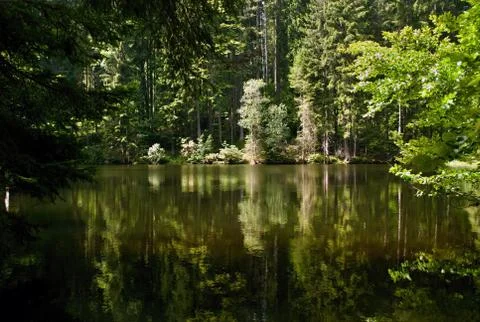 Forest lake Stock Photos