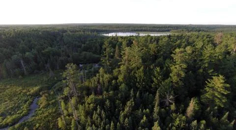 Forest Lake Stock Photos
