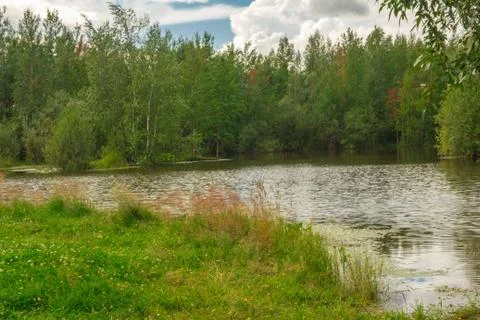 Forest Lake Fotos Stock