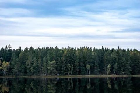 Forest by lake Stock Photos
