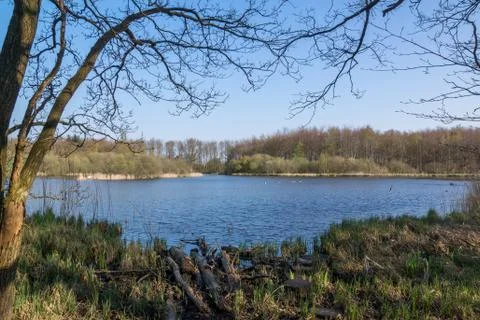 Forest Lake Foto stock
