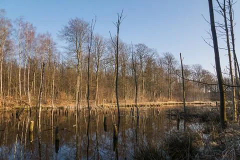 Forest lake Stock Photos