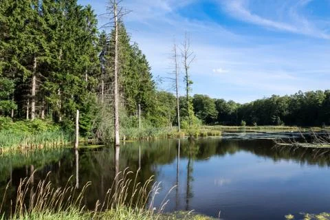 Forest Lake Stock Photos