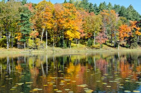 Forest lake Stock Photos