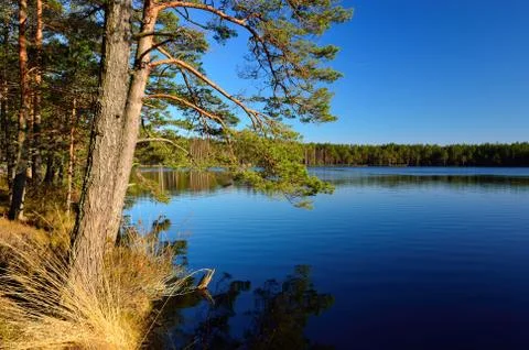 Forest lake. Stock Photos