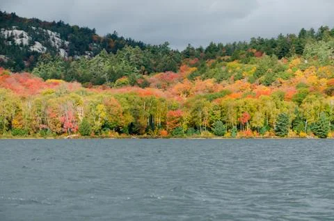 Forest lake Stock Photos