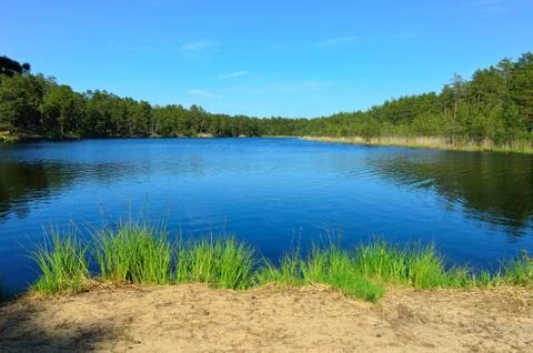 Forest lake. Stock Photos