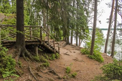 Forest by the lake Stock Photos