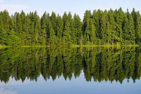 Forest lake Stock Photos