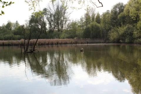 Forest Lake Stock Photos