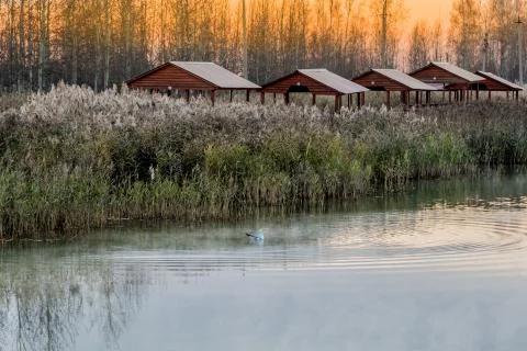 By the forest lake 写真素材