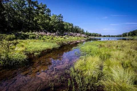 Forest lake Stock Photos