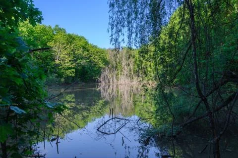 The forest lake Stock Photos