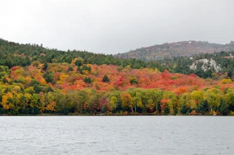 Forest lake Stock Photos