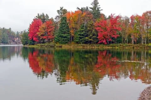 Forest lake Stock Photos