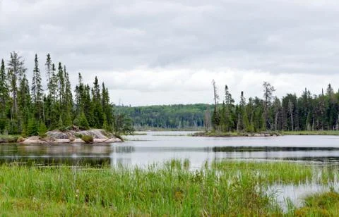 Forest lake Stock Photos