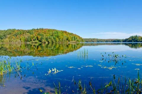 Forest lake Stock Photos