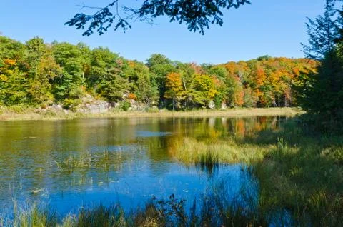 Forest lake Stock Photos