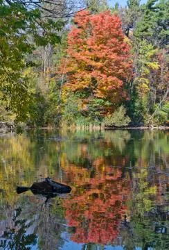 Forest lake Stock Photos