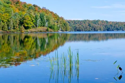 Forest lake Stock Photos